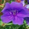 Tibouchina Groovy Baby - Tibouchina Nain -Jardin Et Extérieur Tibouchina Groovy baby 83472 1