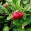 Canneberge - Cranberry - Vaccinium Macrocarpon -Jardin Et Extérieur Vaccinium macrocarpon 78409 1