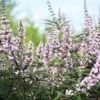 Vitex Agnus-castus Galactic Pink - Gattilier -Jardin Et Extérieur Vitex agnus castus Galactic Pink Gattilier IF 17954 1