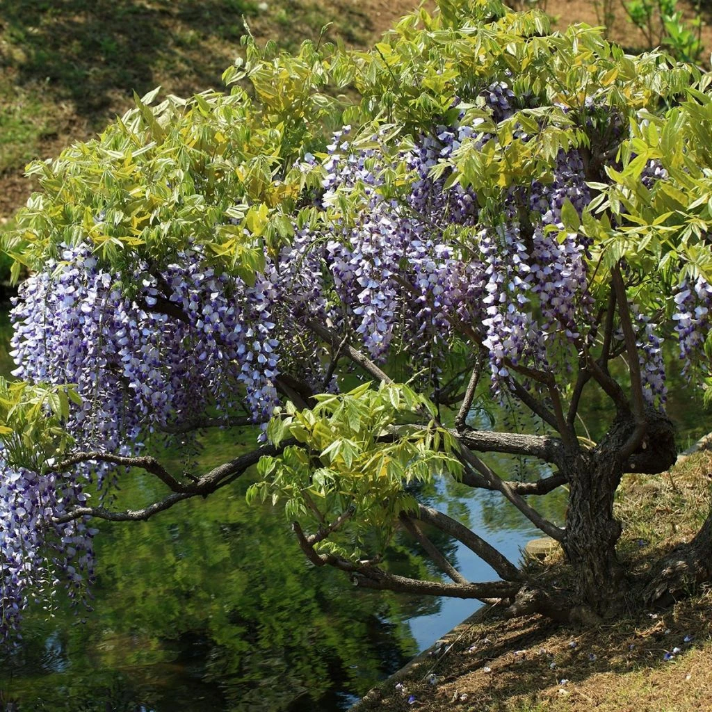 Glycine Du Japon - Wisteria Floribunda 3 Glycine Du Japon - Wisteria Floribunda