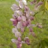 Wisteria Venusta Rosea - Glycine Du Japon -Jardin Et Extérieur Wisteria venusta Rosea 82452 1