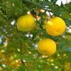 Yuzu - Citrus Junos -Jardin Et Extérieur Yuzu Citrus junos 83268 1