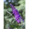 Buddleja Psychedelic Sky - Arbre Aux Papillons -Jardin Et Extérieur buddleja psychedelic sky 100418 1
