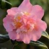 Camélia Paddy's Perfumed - Camellia Japonica -Jardin Et Extérieur camelia paddy s perfumed 83533 1