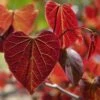 Gainier Du Canada - Cercis Canadensis Red Force 1 Gainier Du Canada - Cercis Canadensis Red Force -Jardin Et Extérieur cercis canadensis red force copyright 1004381 1 1