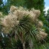 Cordyline Australis -Jardin Et Extérieur cordyline australis 78992 1