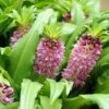 Eucomis Comosa Sparkling Burgundy® - Eucomide Rose à Feuillage Pourpre -Jardin Et Extérieur eucomis comosa sparkling burgundy eucomide rose feuillage pourpre IF 69261 1