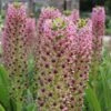 Eucomis Comosa Pink Gin - Fleur Ananas 1 Eucomis Comosa Pink Gin - Fleur Ananas -Jardin Et Extérieur eucomis pink gin 15550 1
