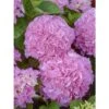 Hortensia - Hydrangea Macrophylla Big Data Pink -Jardin Et Extérieur hortensia big data pink 23226
