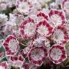Kalmia Latifolia Minuet - Laurier Des Montagnes -Jardin Et Extérieur kalmia latifolia minuet 781842 1
