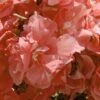 Laurier Rose - Nerium Oleander Rose Saumon Double -Jardin Et Extérieur nerium oleander rose saumon double 83384 1