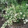 Seringat - Philadelphus Snowbelle -Jardin Et Extérieur philadelphus snowbelle 1001572 1