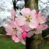 Cerisier à Fleurs Du Japon Nain - Prunus Incisa Paean -Jardin Et Extérieur prunus incisa paean 84222 1