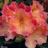 Rhododendron Olga - Grand Rhododendron -Jardin Et Extérieur rhododendron olga 781745 1