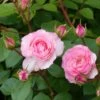 Rosier Grimpant Mini Eden Rose -Jardin Et Extérieur rosier grimpant mini eden rose 657872 1