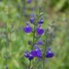 Sauge Arbustive Victoria Blue -Jardin Et Extérieur sauge arbustive victoria blue 84992 1