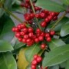 Skimmia Japonica Veitchii -Jardin Et Extérieur skimmia japonica veitchii ld tonyrodd 7845 1