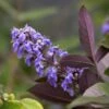 Vitex Agnus-castus Flip Side - Gattilier 2 Vitex Agnus-castus Flip Side - Gattilier -Jardin Et Extérieur vitex flip side copyright f